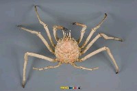 藏品(巨螯擬人面蟹)的圖片